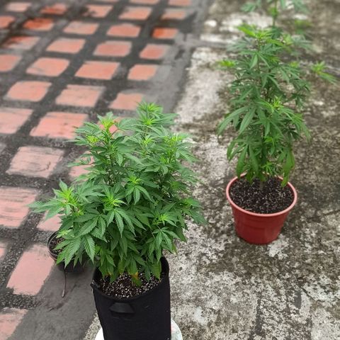 La gorda  growlog timeline photo