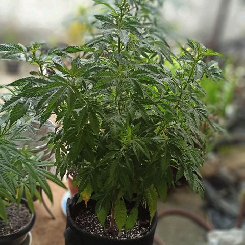 La gorda  growlog timeline photo