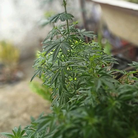 La gorda  growlog timeline photo