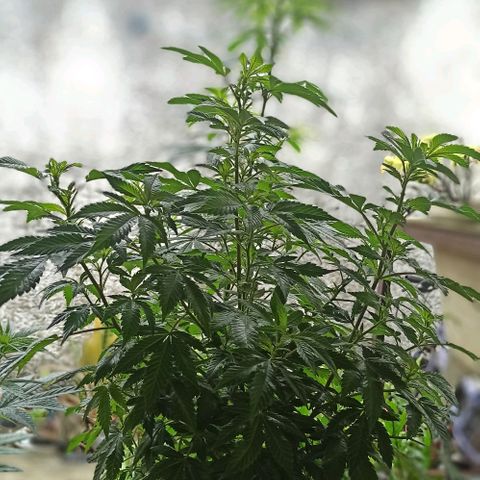La gorda  growlog timeline photo