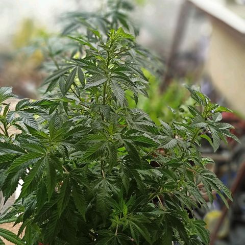 La gorda  growlog timeline photo