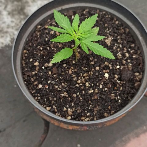 Bubble fruit growlog timeline photo