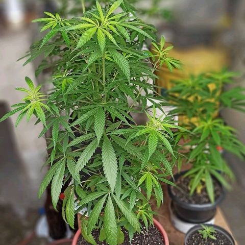 Bubble fruit growlog timeline photo
