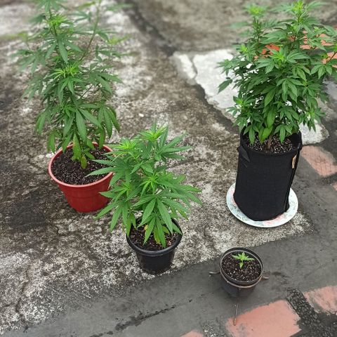 Bubble fruit growlog timeline photo