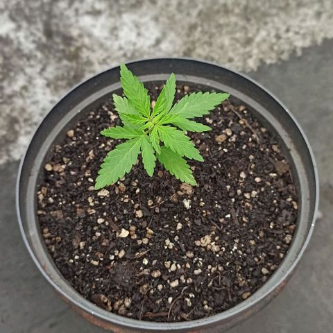Bubble fruit growlog timeline photo