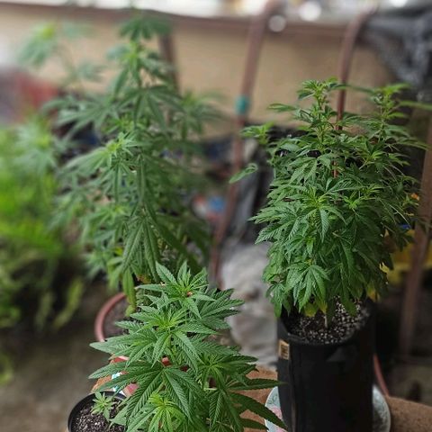 Bubble fruit growlog timeline photo