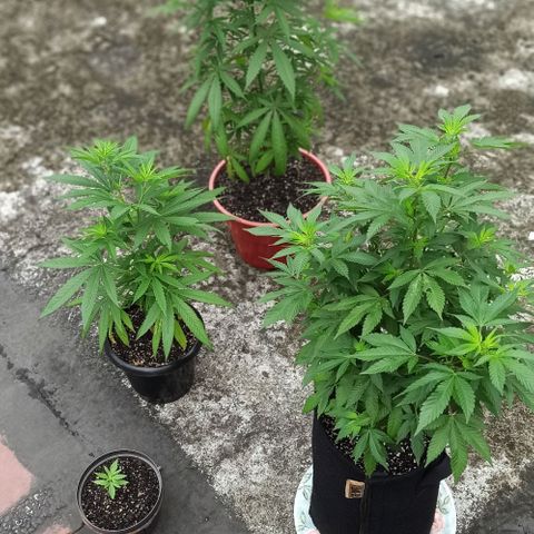 Bubble fruit growlog timeline photo