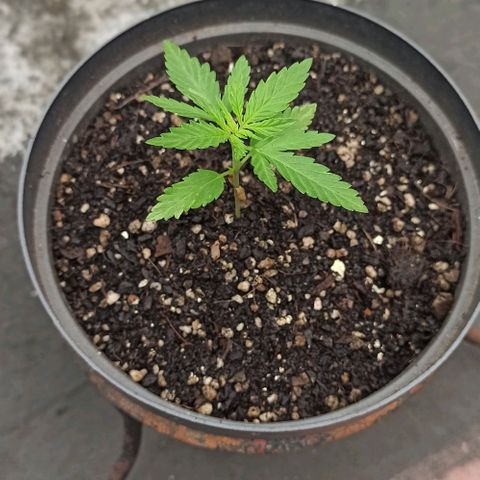 Bubble fruit growlog timeline photo