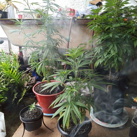 Bubble fruit growlog timeline photo