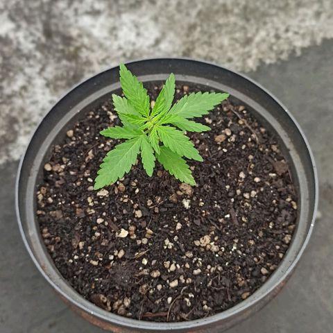 Bubble fruit growlog timeline photo