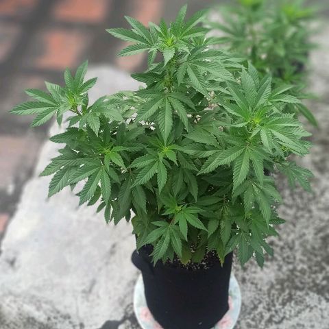 La gorda  growlog timeline photo