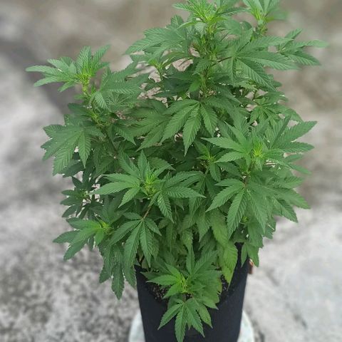 La gorda  growlog timeline photo