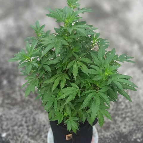 La gorda  growlog timeline photo