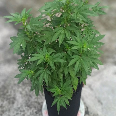 La gorda  growlog timeline photo