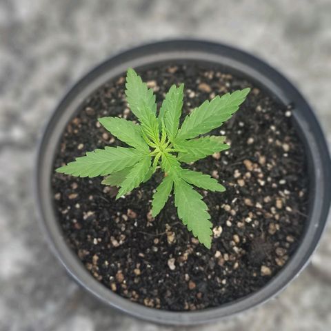 Bubble fruit growlog timeline photo