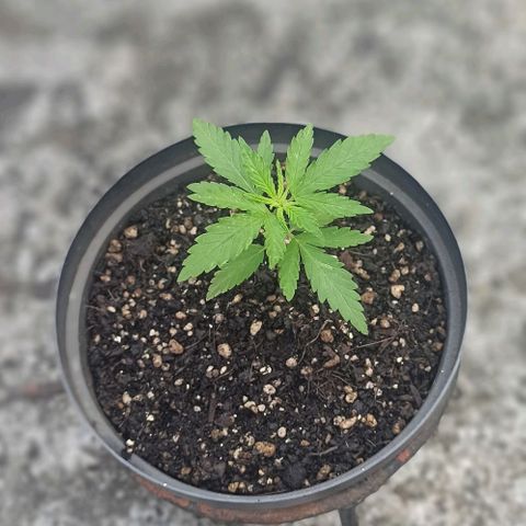 Bubble fruit growlog timeline photo