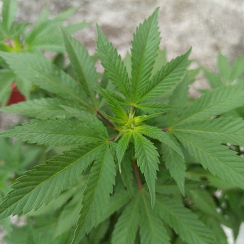 La gorda  growlog timeline photo