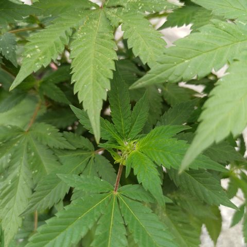 La gorda  growlog timeline photo