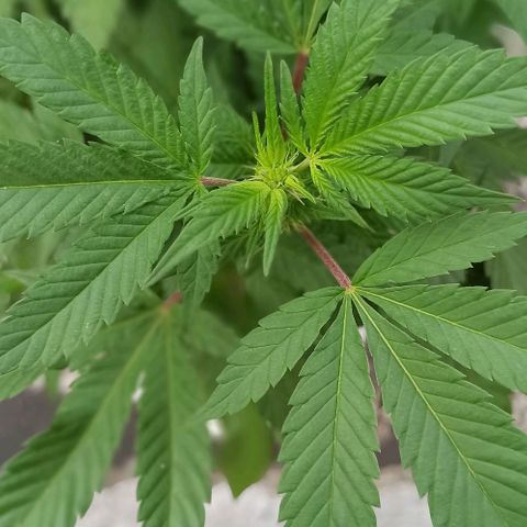 La gorda  growlog timeline photo