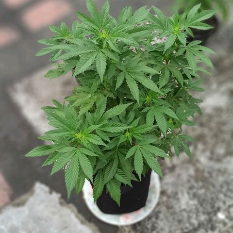 La gorda  growlog timeline photo