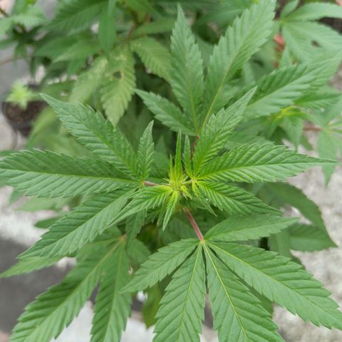La gorda  growlog timeline photo