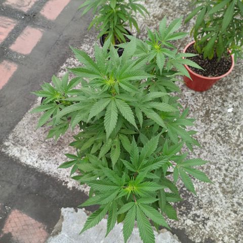 La gorda  growlog timeline photo