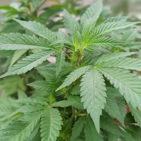 La gorda  growlog timeline photo