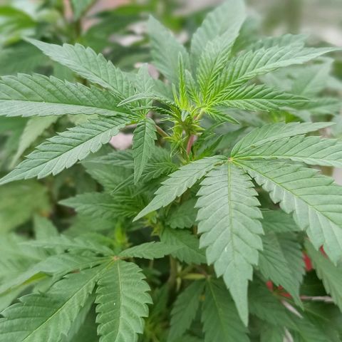 La gorda  growlog timeline photo