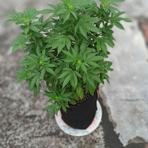 La gorda  growlog timeline photo