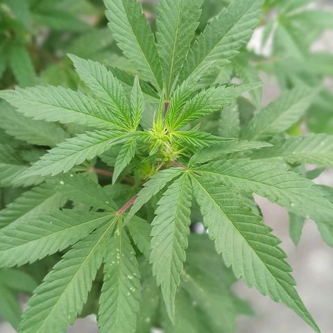 La gorda  growlog timeline photo