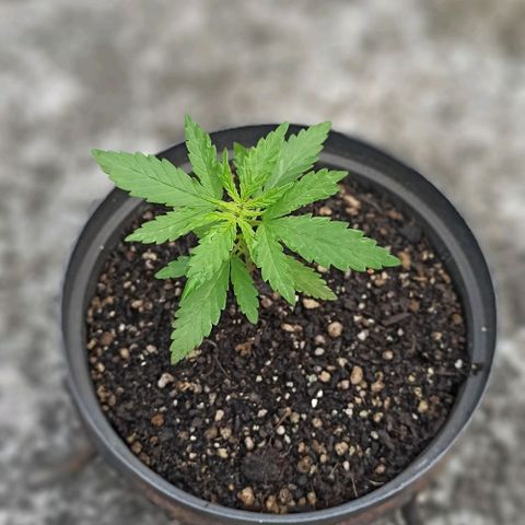 Bubble fruit growlog timeline photo