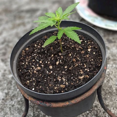 Bubble fruit growlog timeline photo
