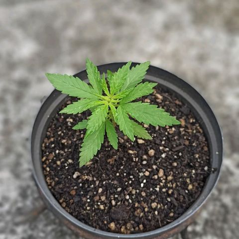 Bubble fruit growlog timeline photo