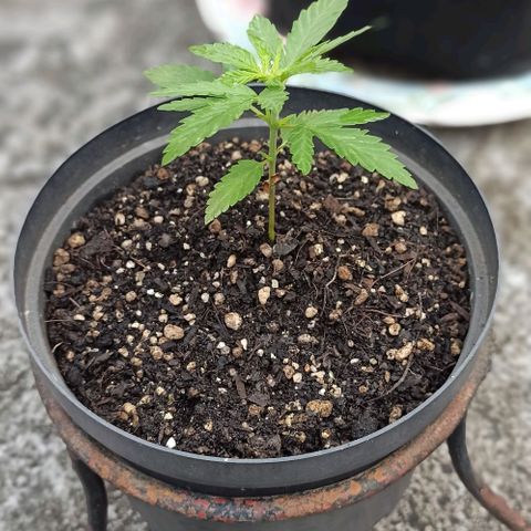 Bubble fruit growlog timeline photo