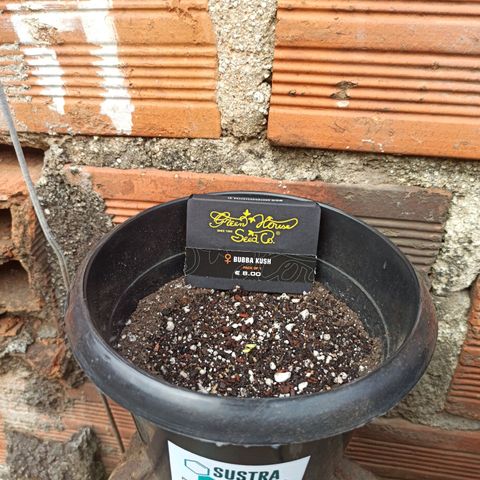 Bubba kush growlog timeline photo