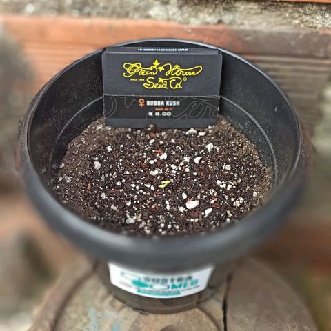 Bubba kush growlog timeline photo