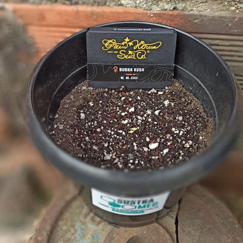 Bubba kush growlog timeline photo