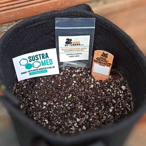 BCN Critical XXL Auto growlog photo