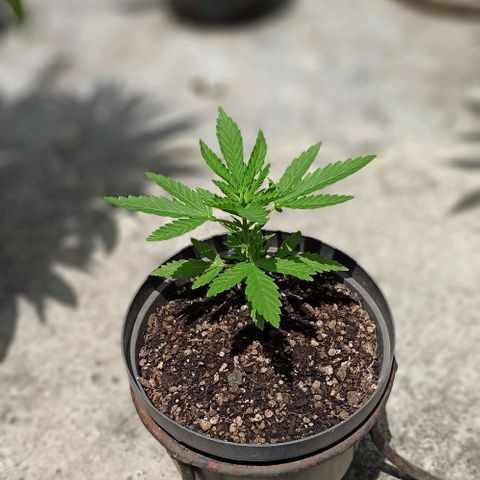 Bubble fruit growlog timeline photo