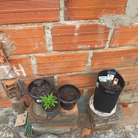 Bubble fruit growlog timeline photo