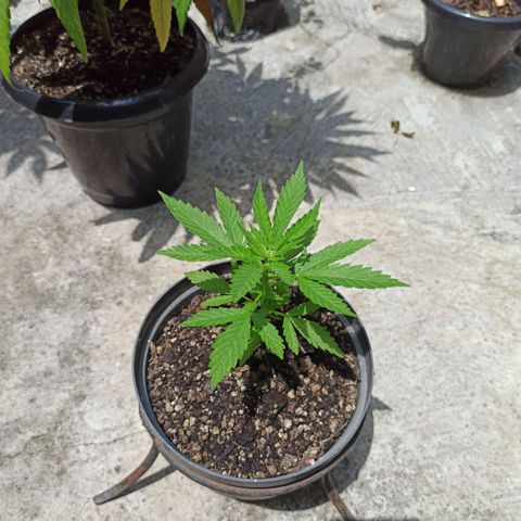 Bubble fruit growlog timeline photo
