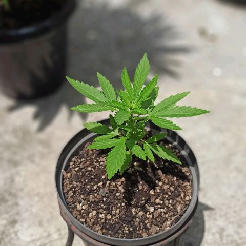 Bubble fruit growlog timeline photo