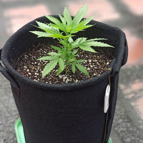 Bubble fruit growlog timeline photo
