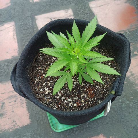 Bubble fruit growlog timeline photo