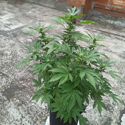 La gorda  growlog timeline photo