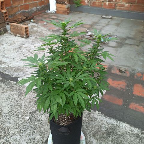 La gorda  growlog timeline photo