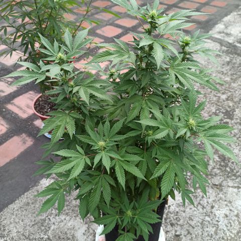 La gorda  growlog timeline photo