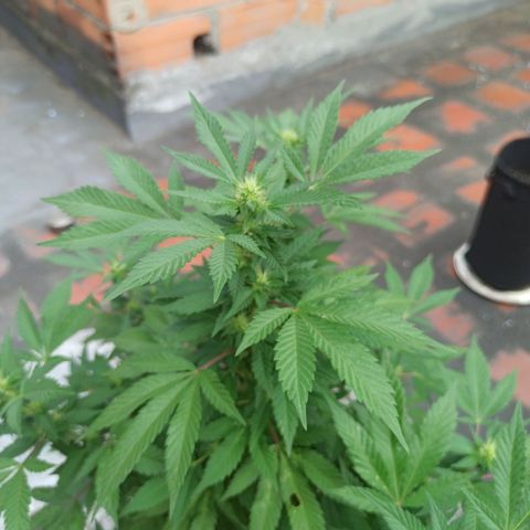 La gorda  growlog timeline photo