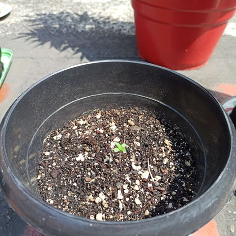 Bubba kush growlog timeline photo