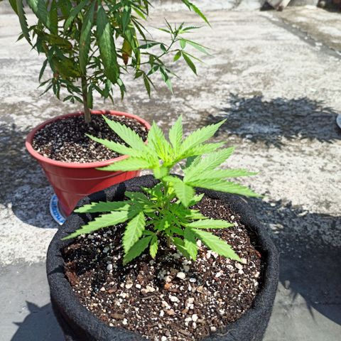 Bubble fruit growlog timeline photo